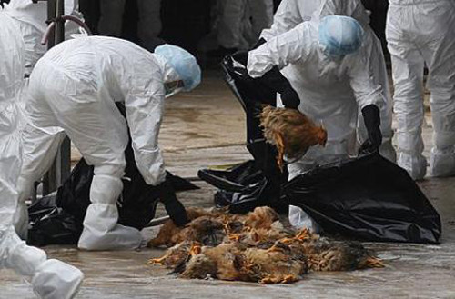 Tăng cường phòng, chống dịch cúm A (H5N1)