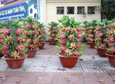 Chợ hoa, cây cảnh nhộn nhịp đón tết