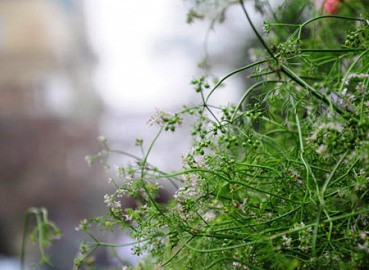 Tắm gội lá mùi, thưởng thức hương vị Tết