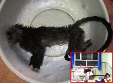 NÓNG 24h: 4 người thợ săn chặt đầu mổ bụng voọc giữa rừng quốc gia