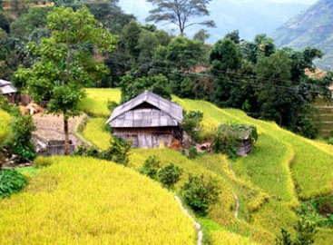 Mùa vàng ở Hoàng Su Phì