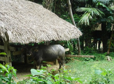 Kho vàng bí hiểm và những cái chết bất đắc kỳ tử