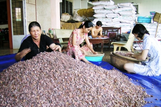 Ngành điều vươn tới thị trường châu Phi giàu tiềm năng