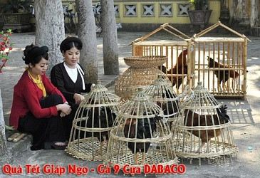 Dabaco bán gà 9 cựa giá 3.5 triệu đồng/con phục vụ Tết