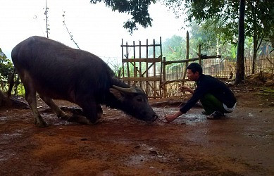 Kỳ lạ con trâu biết vái chào và hiểu tiếng người