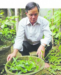 Cây thuốc “lạ” của vị “thần y” xứ Huế giúp chữa khỏi bệnh đau dạ dày mãn tính