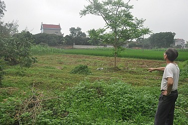 Trồng cần sa vì thiếu hiểu biết?