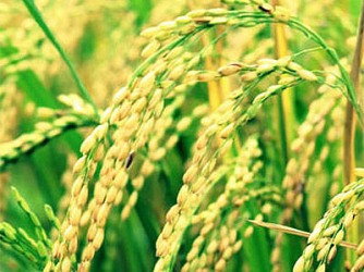 ĐHĐCĐ Bảo vệ Thực vật An Giang: Sẽ "thay máu" từ cổ đông đến HĐQT?