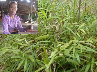 Bài thuốc gia truyền giúp sản phụ thư thái khi lâm bồn
