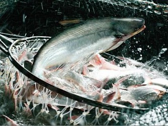 AVF: Lần đầu tiên lỗ và câu chuyện lãi vay “đánh bay” thành quả