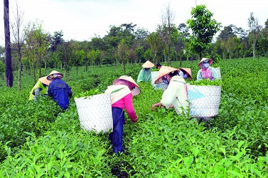 VietinBank với sự nghiệp phát triển nông nghiệp nông thôn