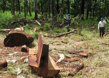 Lâm tặc  “xẻ thịt” khu bảo tồn thiên nhiên Tà Đùng