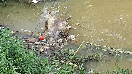 Kinh hãi xác heo chết nhiều ngày dưới chân cầu bốc mùi thối nồng nặc