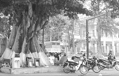 Đi tìm sự thật khuôn mặt “thần gòn” hiển linh trên thân cây