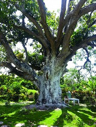 Thực hư chuyện “cụ xoài” 300 năm tuổi truyền năng lượng trường thọ?