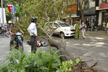 Cây bật gốc khiến một phụ nữ bị thương nặng