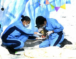 Chào đón chú chim cánh cụt đầu tiên được sinh ra tại Việt Nam