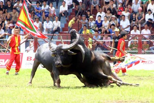 Vòng chung kết Lễ hội chọi trâu Đồ Sơn 2014: Những màn biểu diễn đầy bất ngờ