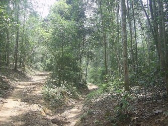 Thanh Hóa: Bàng hoàng phát hiện hai mẹ con treo cổ chết trong rừng