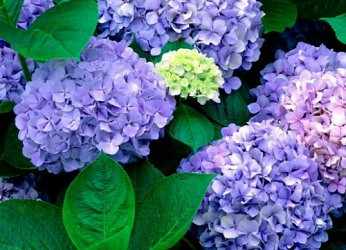 Cẩn trọng với loại hoa quả đẹp nhưng cực độc
