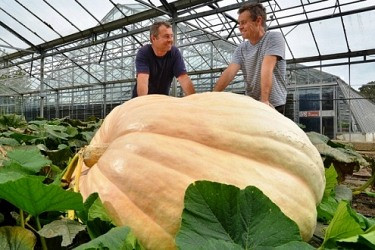 Quả bí ngô nặng 726kg xác lập kỷ lục thế giới mới