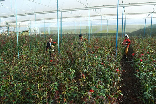 Thị trường mỹ phẩm, thời trang và hoa dịp ngày 20/10