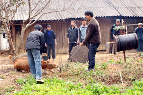 Kinh hoàng lễ phơi xác trong đám tang ở Hà Giang (Kỳ 1): Chưa ăn hết 10 con bò, quan tài chưa đưa ra khỏi nhà