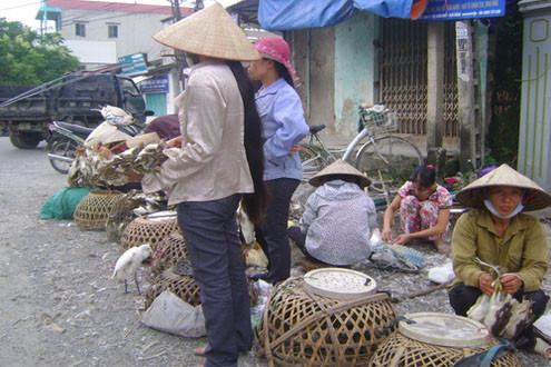 Tái diễn nạn săn bắt chim cò