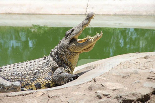 Bắt được cá sấu sổng ra hồ gần đập thủy điện Trị An