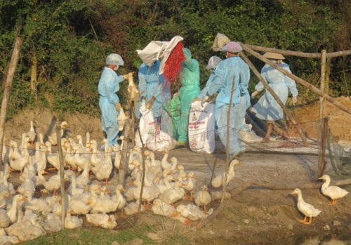 Cà Mau: Tiêu hủy 4 nghìn con vịt dương tính với cúm A/H5N1