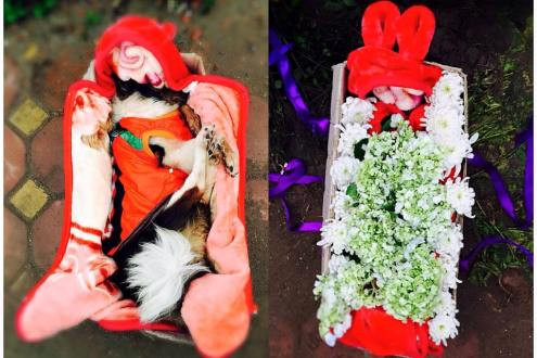 Minh Chuyên làm tang lễ chu đáo cho cún cưng