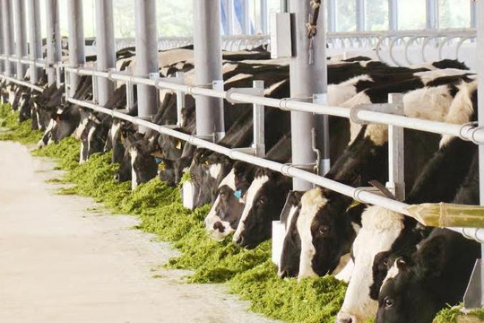Sữa tươi Vinamilk 100% đứng đầu thị trường Việt Nam