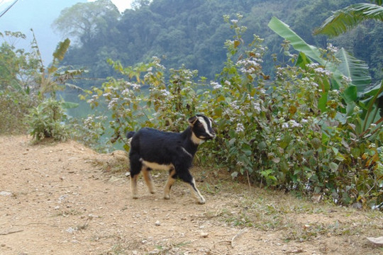 Dê hỗ trợ dân nghèo lăn ra chết hàng loạt