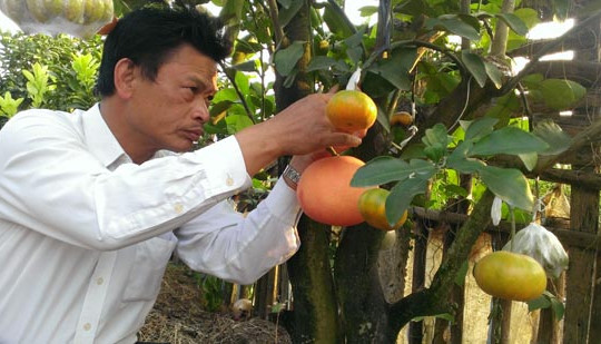 Vườn cây ngũ quả của “phù thủy” nông dân