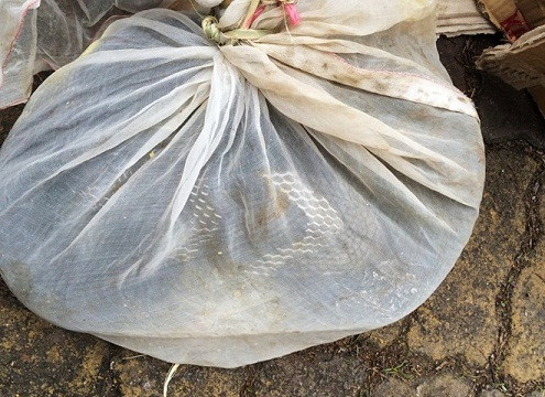 Hà Nội: Tá hỏa phát hiện hổ mang chúa nặng 3kg trên xe khách