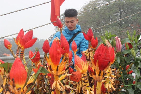 Độc đáo thú chơi hoa chuối ngày Tết