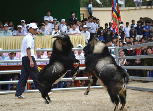 Năm Mùi xem hội chọi dê