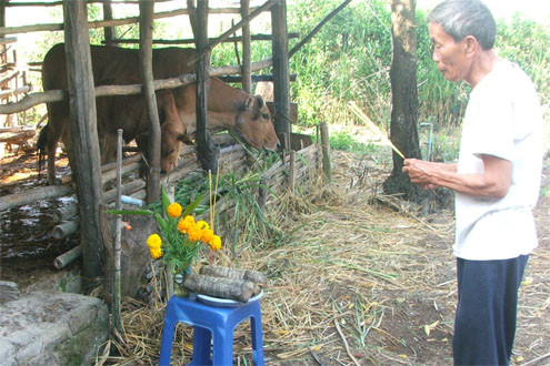 “Tết bò” ở vùng nông thôn Phú Yên