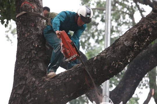 Chặt hạ cây xanh ở Hà Nội: Mập mờ cả cây chặt lẫn cây trồng