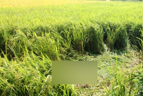 Hà Nội: Phát hiện thi thể nam giới dưới ruộng lúa