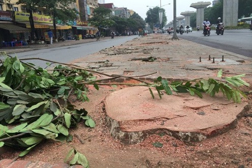 Thanh tra Chính phủ đề nghị Hà Nội phải minh bạch toàn bộ dự án chặt hạ cây xanh