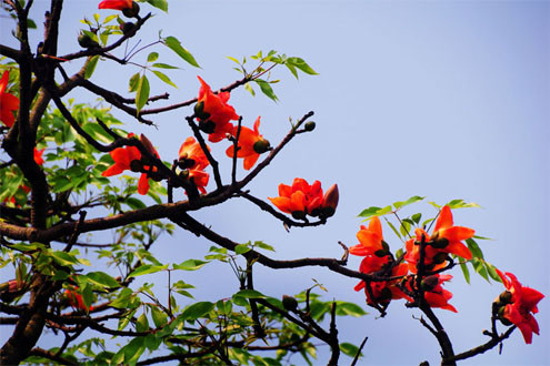 Đi qua một mùa hoa Gạo