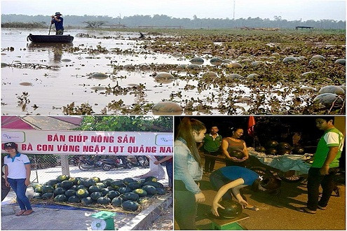 Chung tay mua dưa hấu giúp người dân Quảng Nam