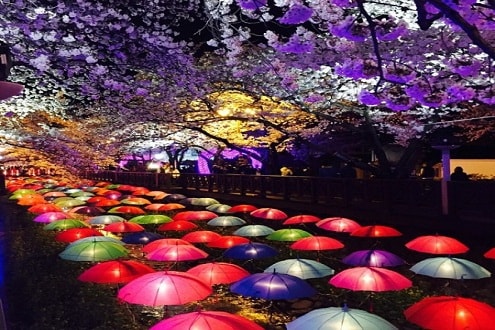 Jinhae- xứ hoa anh đào nổi tiếng nhất Hàn Quốc