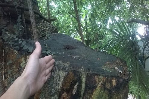 Dân trồng cây, chính quyền bán và những lùm xùm về gỗ sưa ở Hà Nội