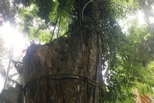 Tạm giữ hơn 2,5m3 gỗ sưa để đấu giá: Đúng hay sai?