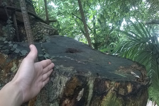 Hơn 2,5m3 gỗ sưa được bán đấu giá 31,1 tỷ đồng