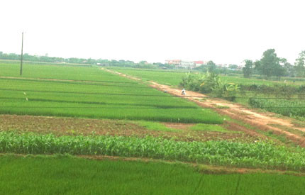 Xã Long Xuyên, Phúc Thọ, Hà Nội: Hoàn thành thắng lợi công tác dồn điền đổi thửa