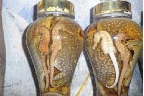 Cá ngựa Chu Việt - Sản phẩm được chọn lựa khắt khe