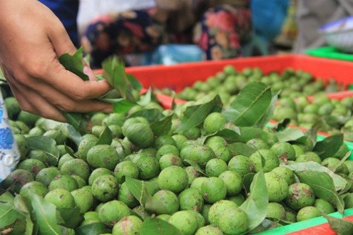 Mê mẩn với những trái sấu ngày hè